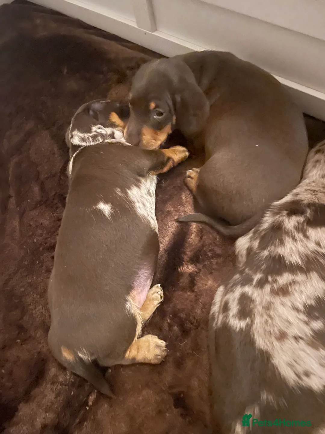 Miniature Dachshund dogs for sale: Miniature dapple piebald puppies - Advert 5