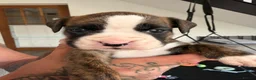 Boxer dogs for sale: 9 Beautiful Boxer Puppies - Advert 5