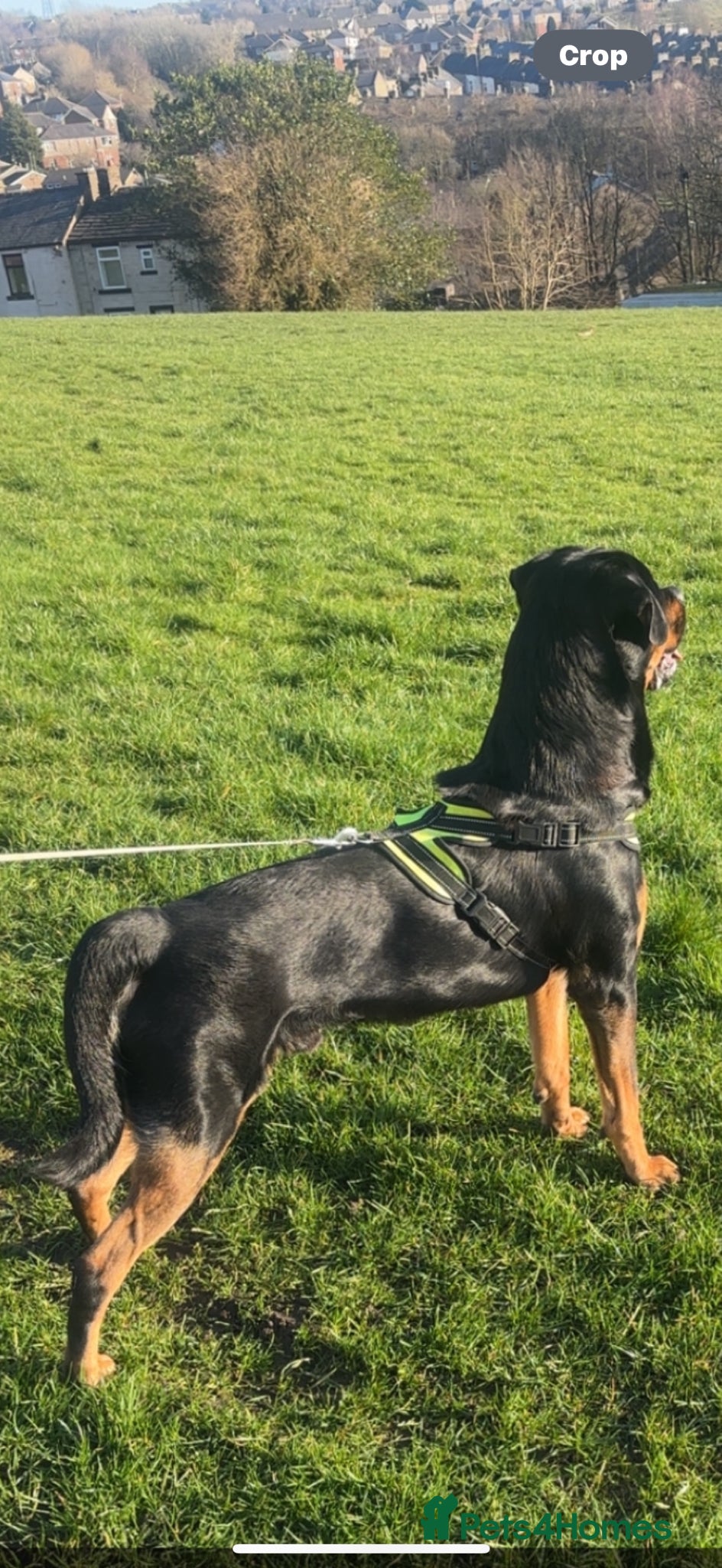 Rottweiler dogs Dave  - Advert 4