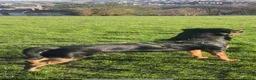 Rottweiler dogs for sale: Dave  - Advert 1