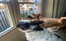 Mixed Breed dogs for sale: Jackawawa 1 year old Hugo - Image 13