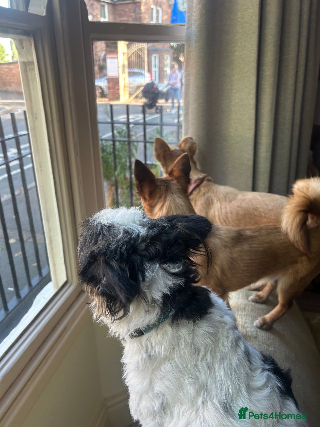 Mixed Breed dogs for sale: Jackawawa 1 year old Hugo - Image 13