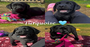 Labrador Retriever dogs - Advert 7