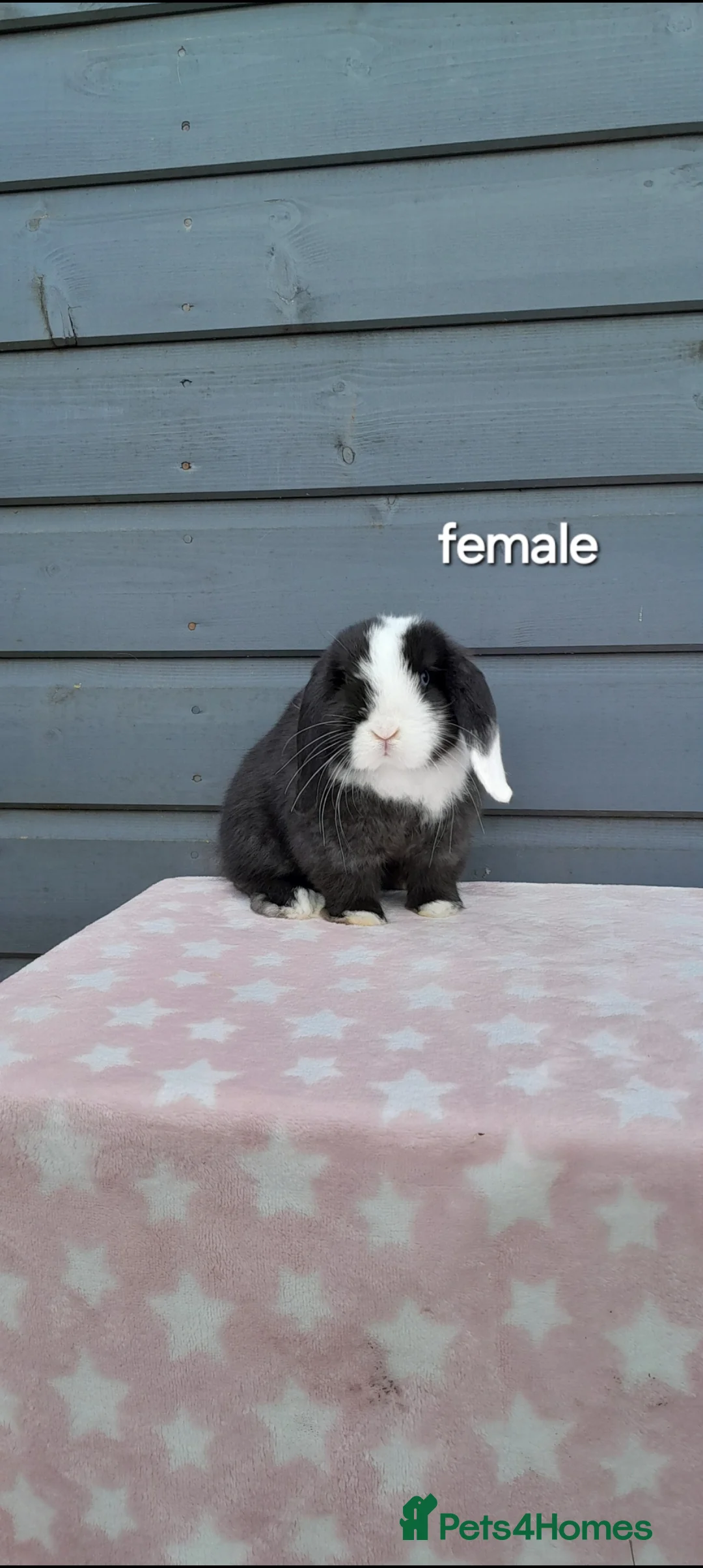 Mini Lop rabbits for sale: Purebred mini lops - Advert 7