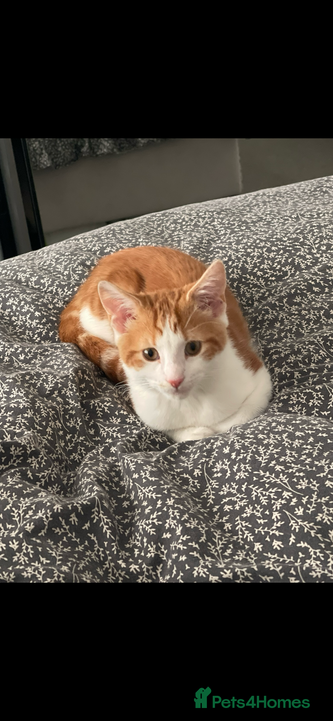 American Shorthair cats Nala 10 month old kitten  - Advert 1