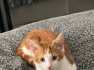 American Shorthair cats for sale: Nala 10 month old kitten - Advert 1