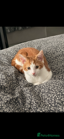 American Shorthair cats Nala 10 month old kitten - Advert 1