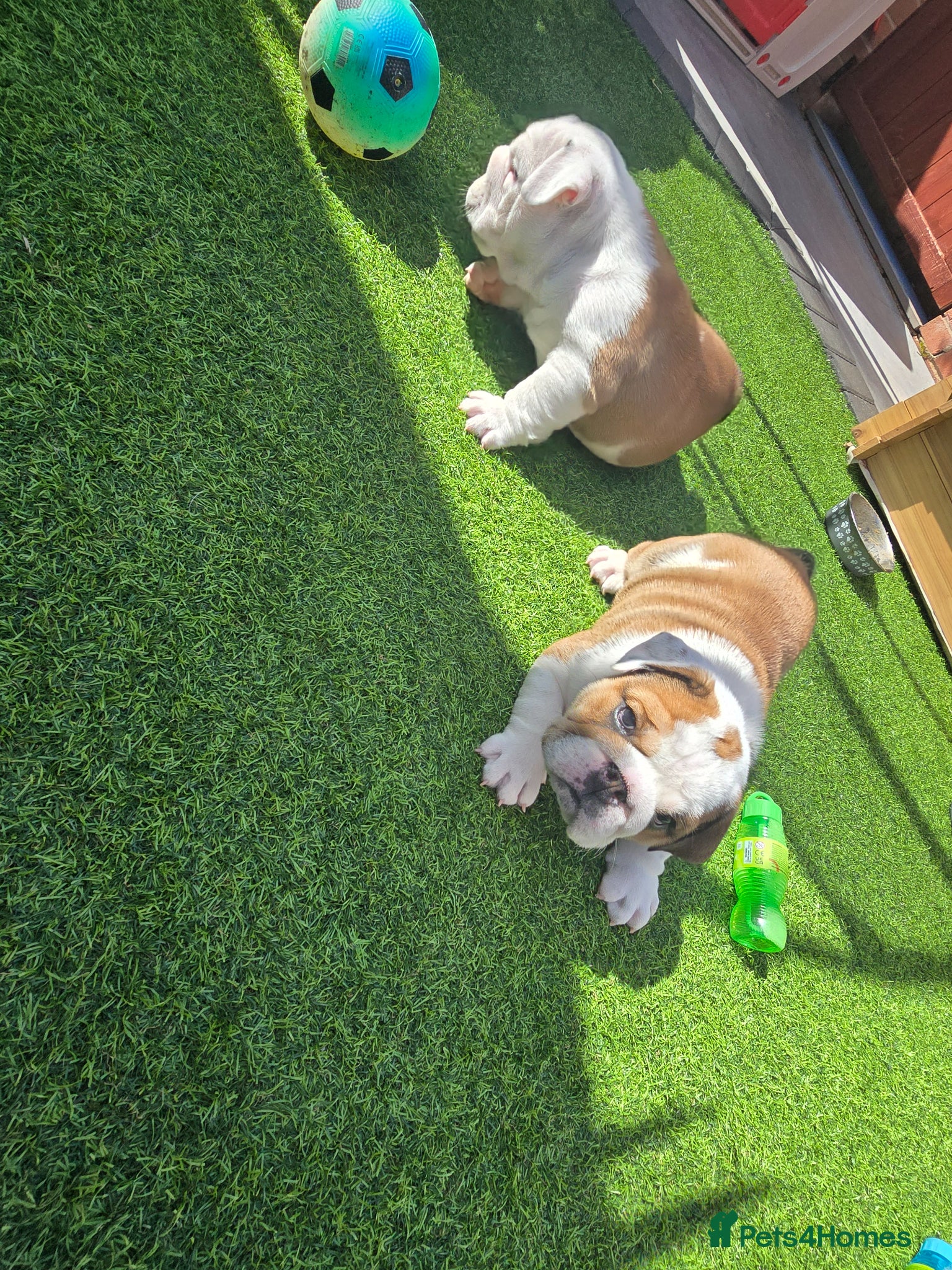 English Bulldog dogs 2🐶KC❗️registered English bulldog puppies✨️🔥 - Advert 2