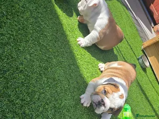 English Bulldog dogs 2🐶KC❗️registered English bulldog puppies✨️🔥 - Advert 2