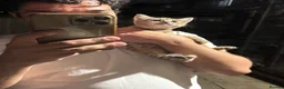 Mixed Breed cats for sale: Kittens for sale!  - Advert 27