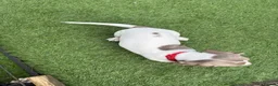 Dachshund dogs for sale: Dachshund piebald Puppy READY NOW  - Advert 13