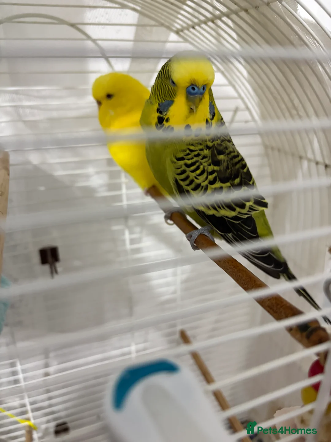 Budgerigars birds for sale: Pair of Budgie - Advert 4