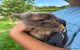 Lionhead rabbits for sale: Two Gorgeous Boy Lionhead Rabbits For Sale - Image 1