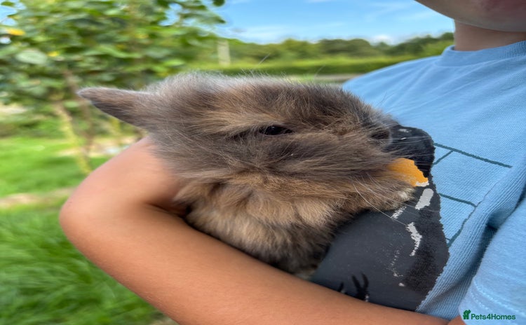 Lionhead rabbits - Advert 1