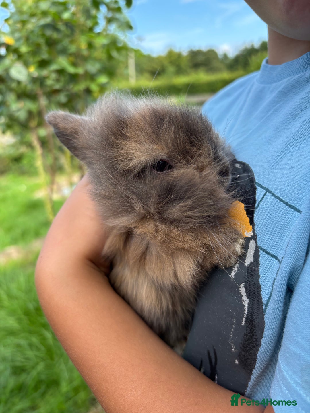 Lionhead rabbits for sale: Two Gorgeous Boy Lionhead Rabbits For Sale - Image 1