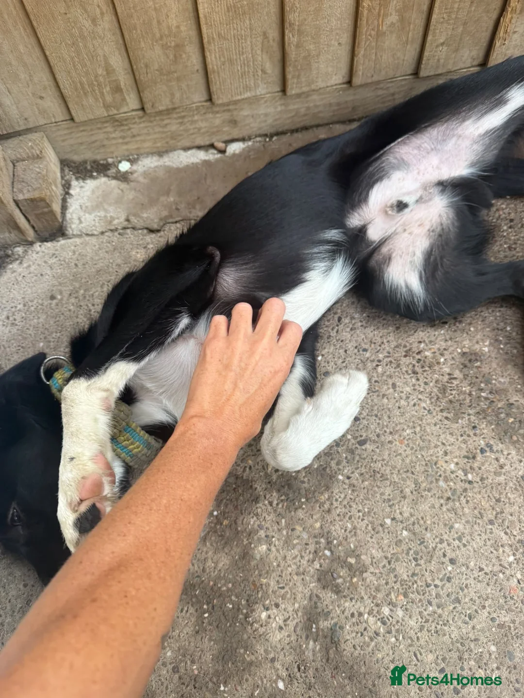 Border Collie dogs for sale: Male loving border collie  in Redditch - Advert 5