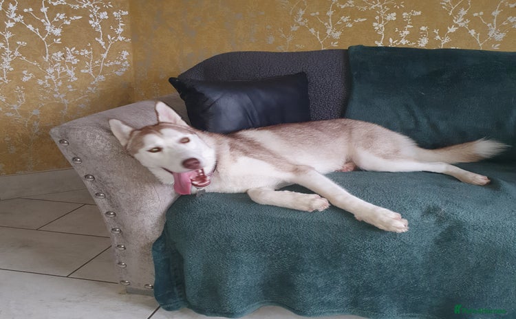 Siberian Husky dogs - Advert 1