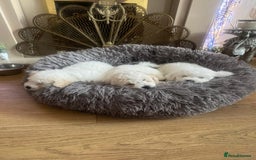 Bichon Frise dogs for sale: Bichon frise puppies 2 boys 1 girl - Image 6
