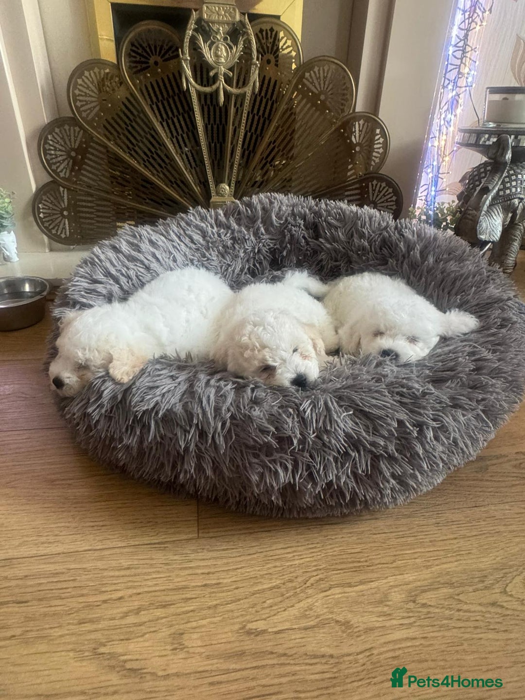 Bichon Frise dogs for sale: Bichon frise puppies 2 boys 1 girl - Image 6