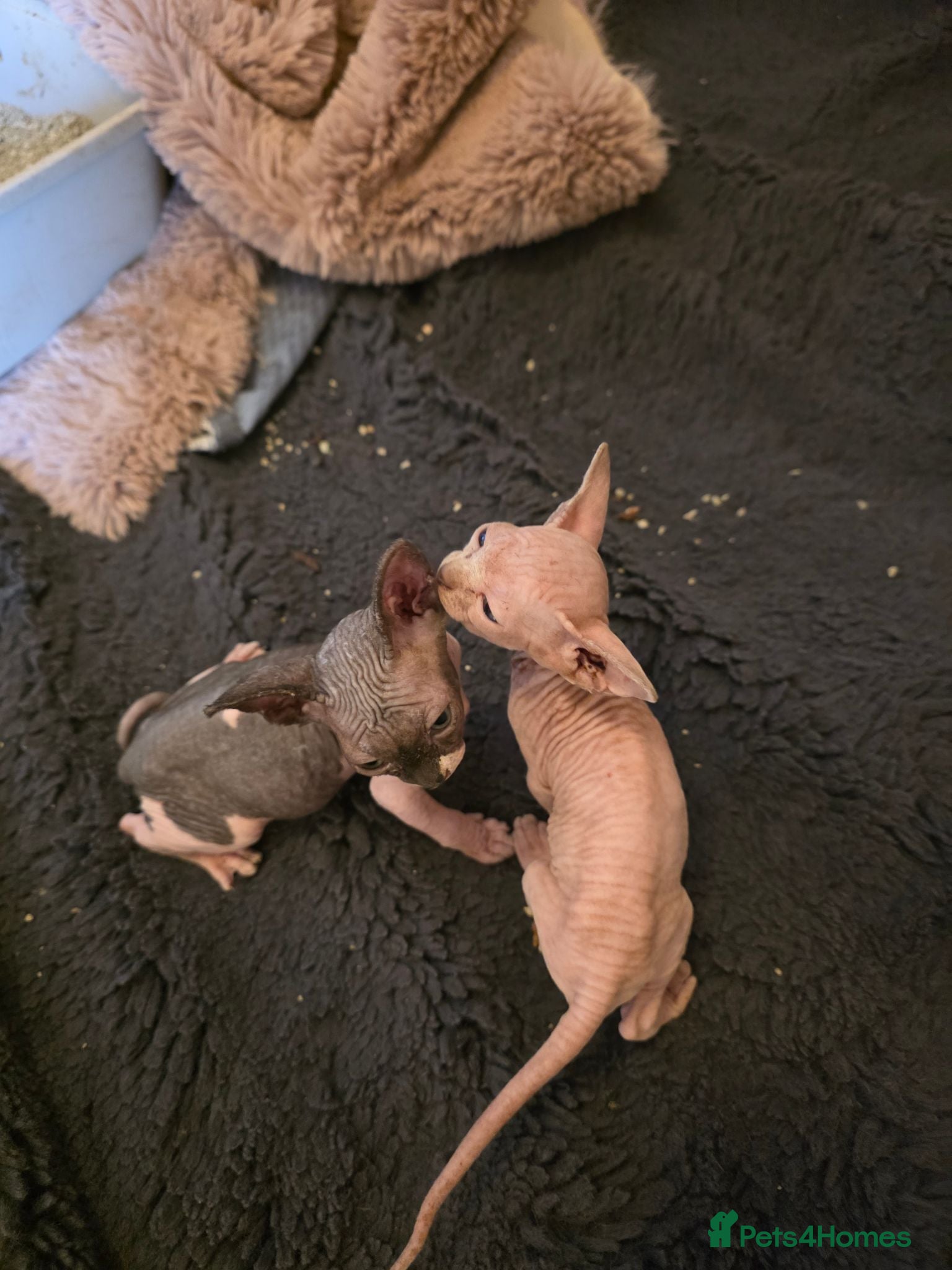 Sphynx cats Sphynx  - Advert 2