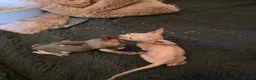 Sphynx cats for sale: Sphynx  - Advert 2