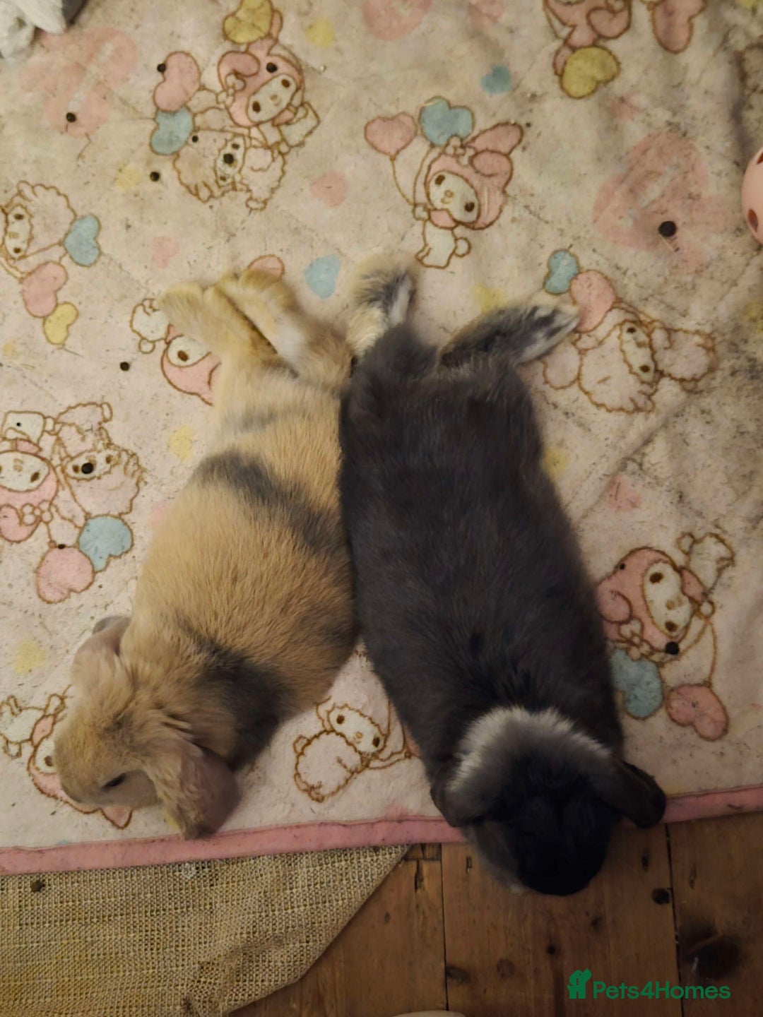 English Lop rabbits for sale: english lop rabbit - Advert 5