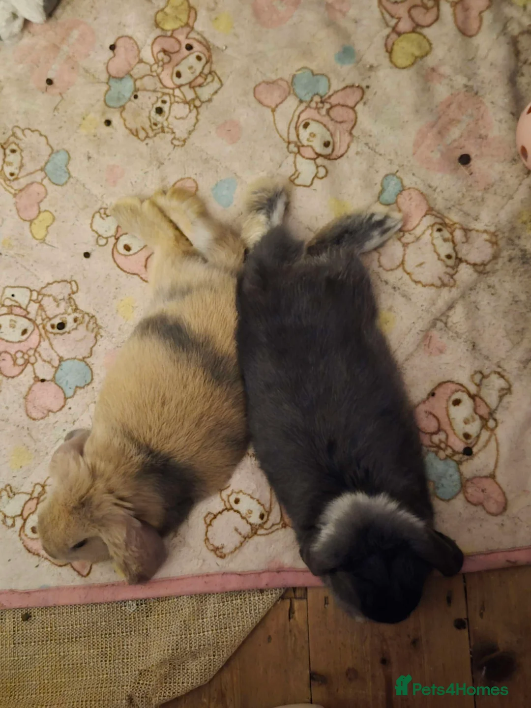 English Lop rabbits for sale: english lop rabbit - Advert 5