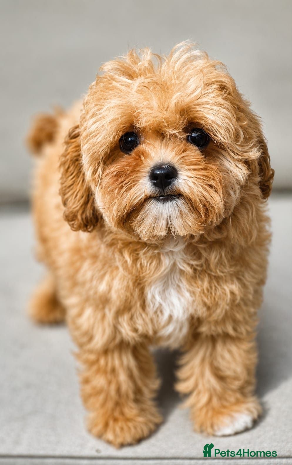 Maltipoo dogs READY Amazing TINY Korean Maltipoo Female Puppies. - Advert 1