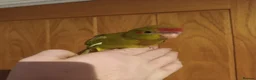 Parakeets birds for sale: Kakariki - Hand Tame - Baby Kakarikis - Advert 14