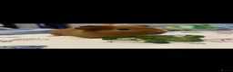 Guinea Pig rodents for sale: 2 guinea pigs - Advert 2