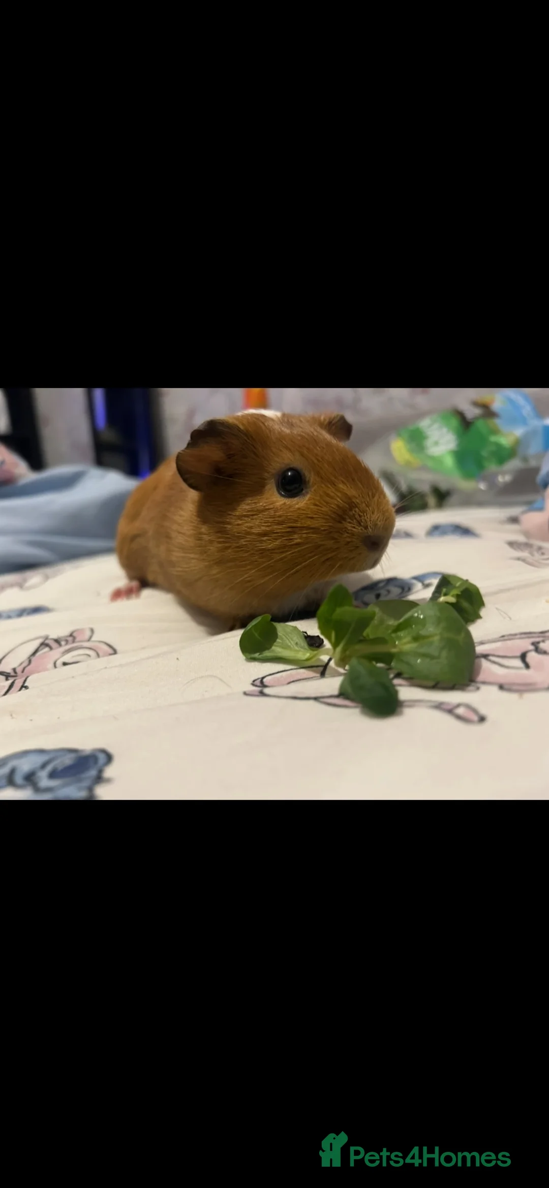 Guinea Pig rodents for sale: 2 guinea pigs - Advert 2