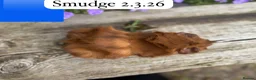 Guinea Pig rodents for sale: Gorgeous baby and young guinea pigs ready now - Advert 12