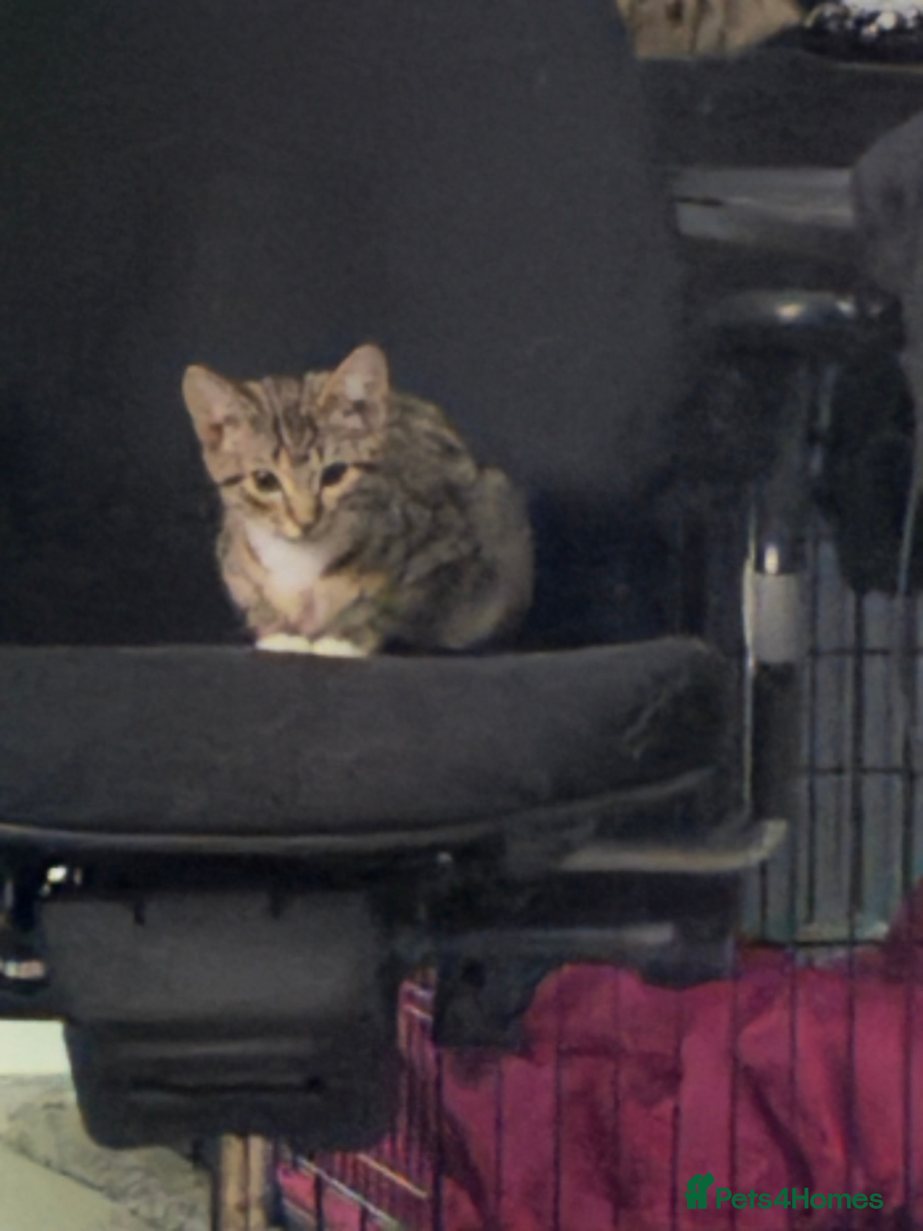 Mixed Breed cats Stunning wee kittens ready to go now  - Advert 17