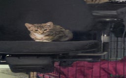 Mixed Breed cats for sale: Stunning wee kittens ready to go now  - Image 1