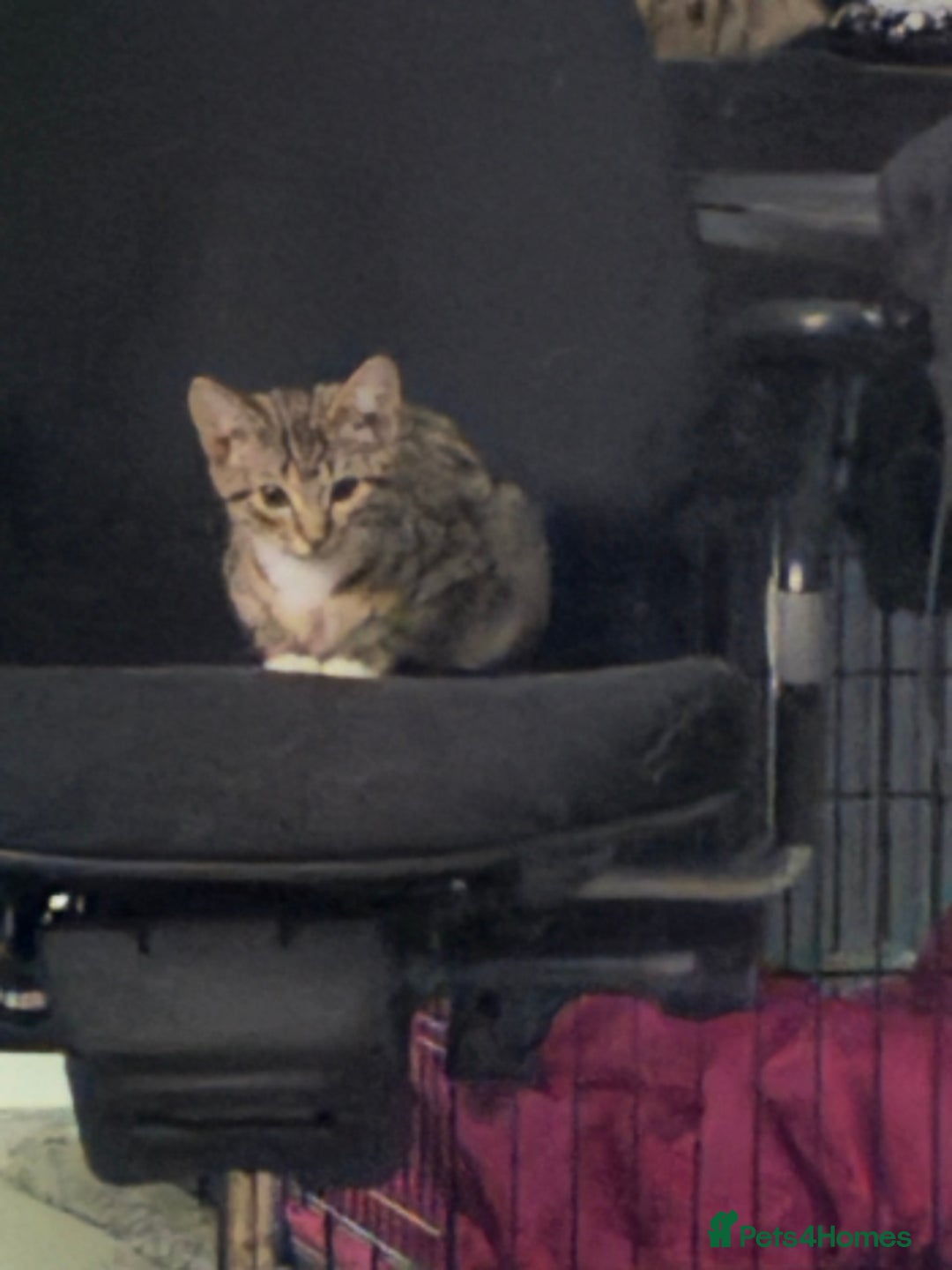 Mixed Breed cats for sale: Stunning wee kittens ready to go now  - Image 1
