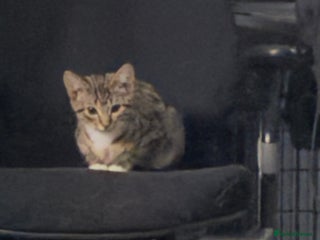 Mixed Breed cats - Advert 13