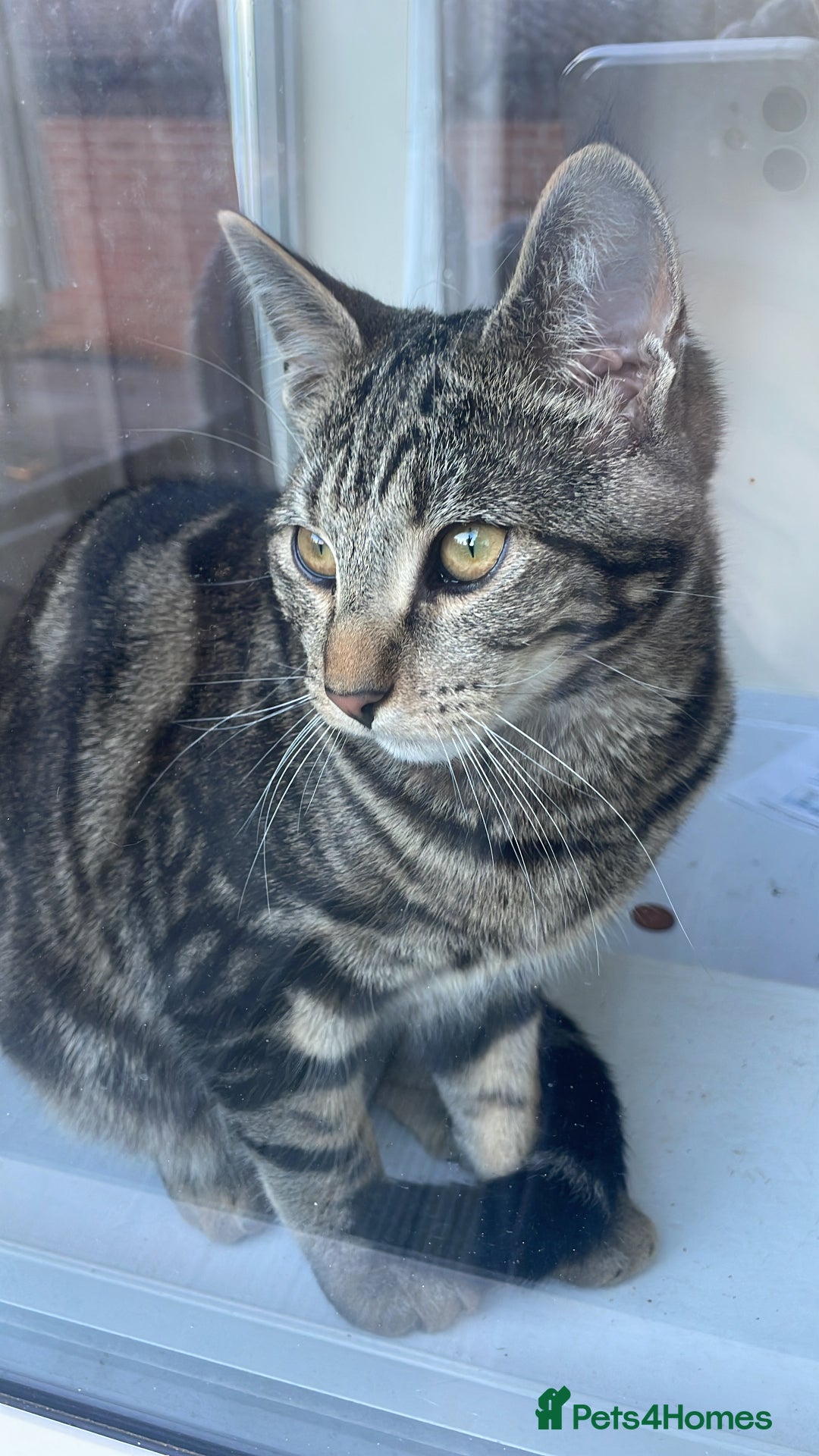 Mixed Breed cats for sale: Maine Coon X Russian Blue  - Advert 2