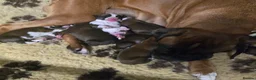 Boxer dogs for sale: BEAUTIFUL BOXER PUPPIES FOR SALE  - Advert 7