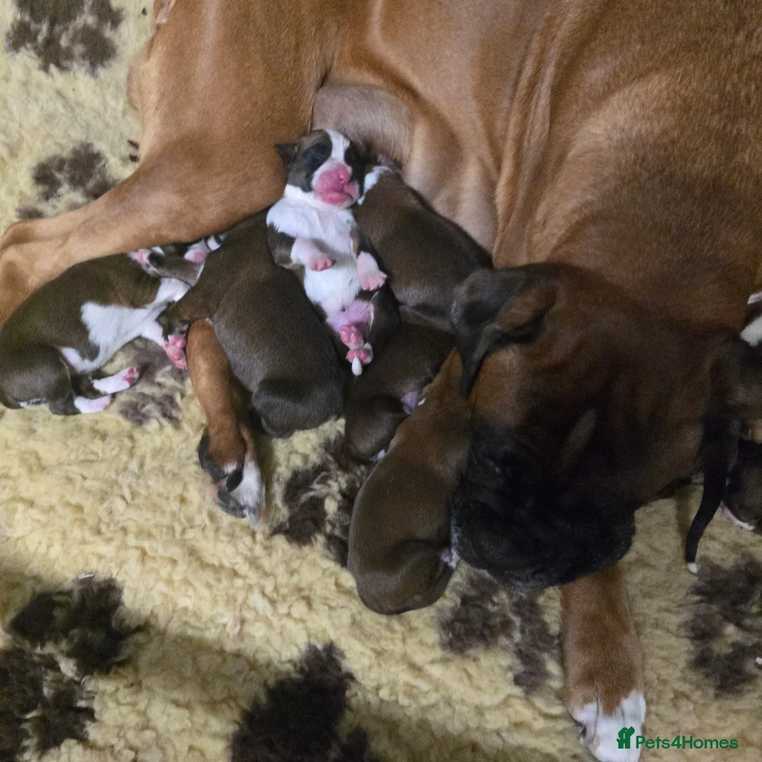 Boxer dogs for sale: BEAUTIFUL BOXER PUPPIES FOR SALE  - Advert 7
