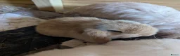Mini Lop rabbits for sale: Pure bred mini lops - Advert 3