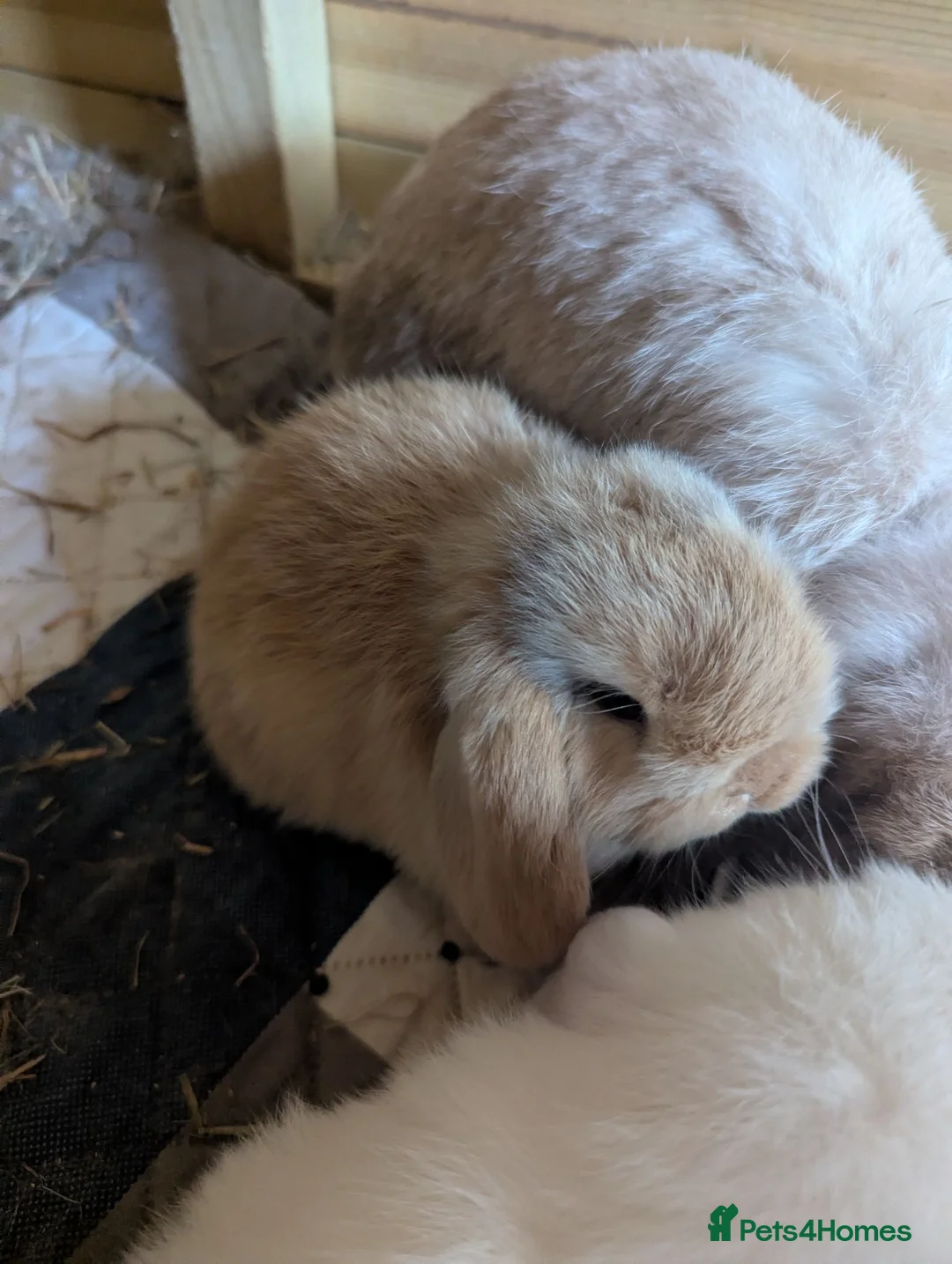 Mini Lop rabbits for sale: Pure bred mini lops - Advert 3