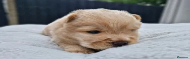 Chow Chow 5