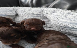 Yorkshire Terrier dogs for sale: Biewer Terrier pups - Image 8