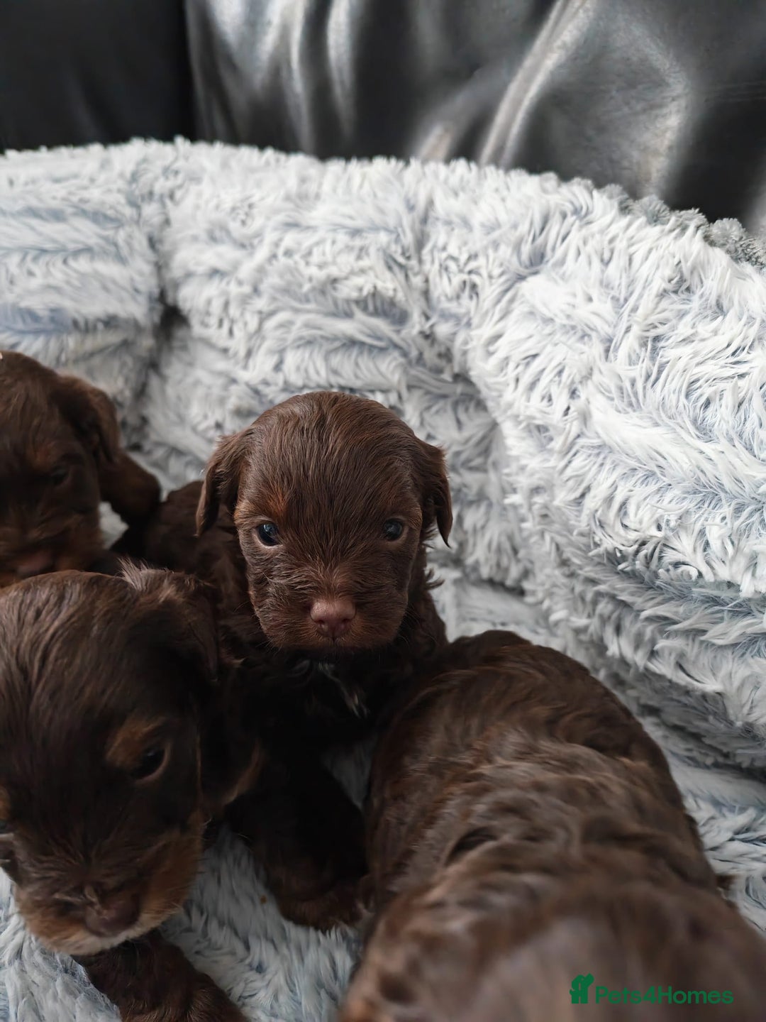 Yorkshire Terrier dogs for sale: Biewer Terrier pups - Image 8