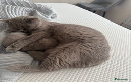 British Shorthair cats for sale: British Shorthair Girl - Image 5