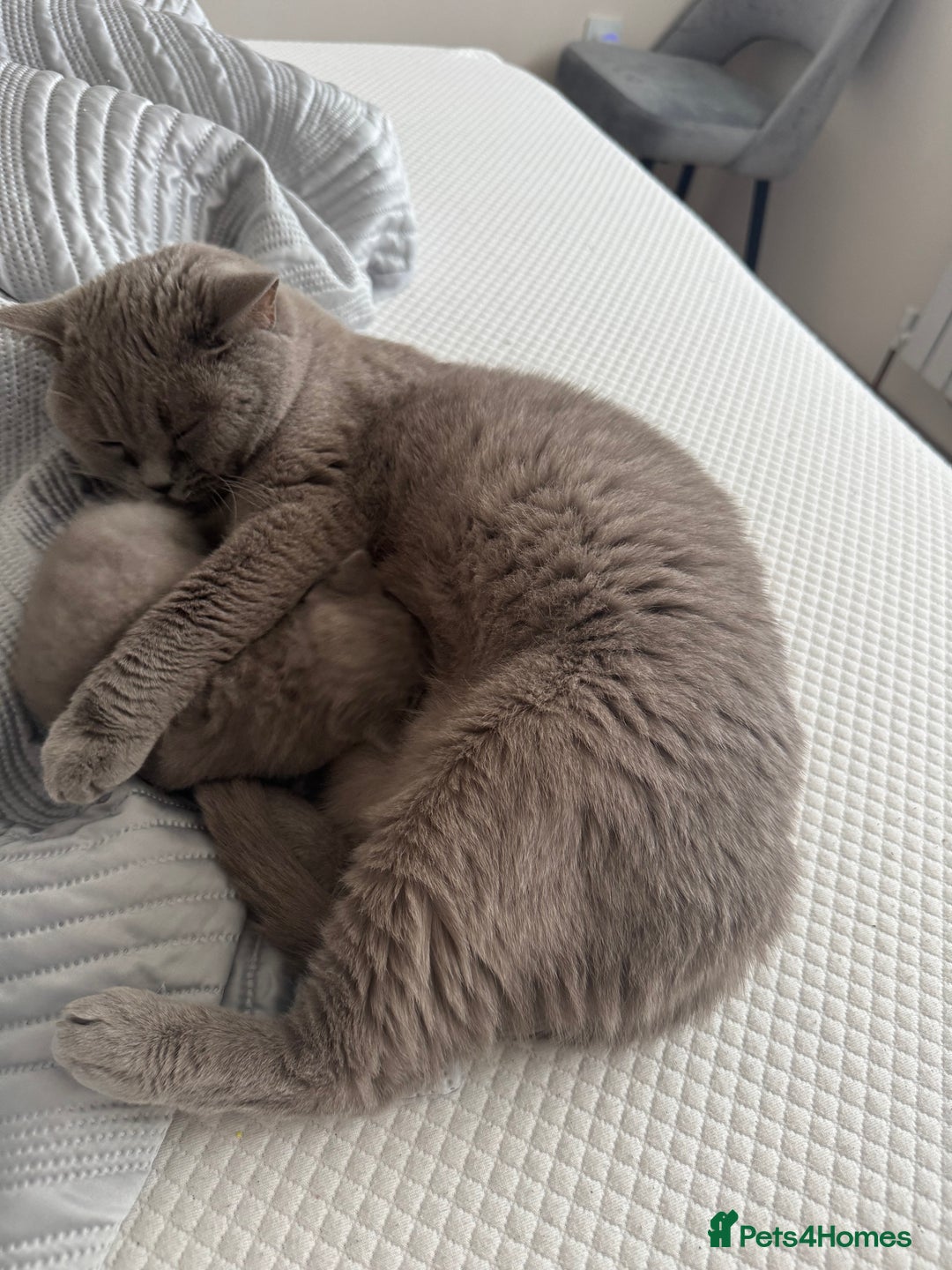 British Shorthair cats for sale: British Shorthair Girl - Image 5