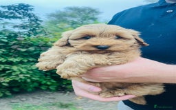 Labradoodle dogs for sale: Chunky Miniature Soft Curled Labradoodle Pups - Image 7