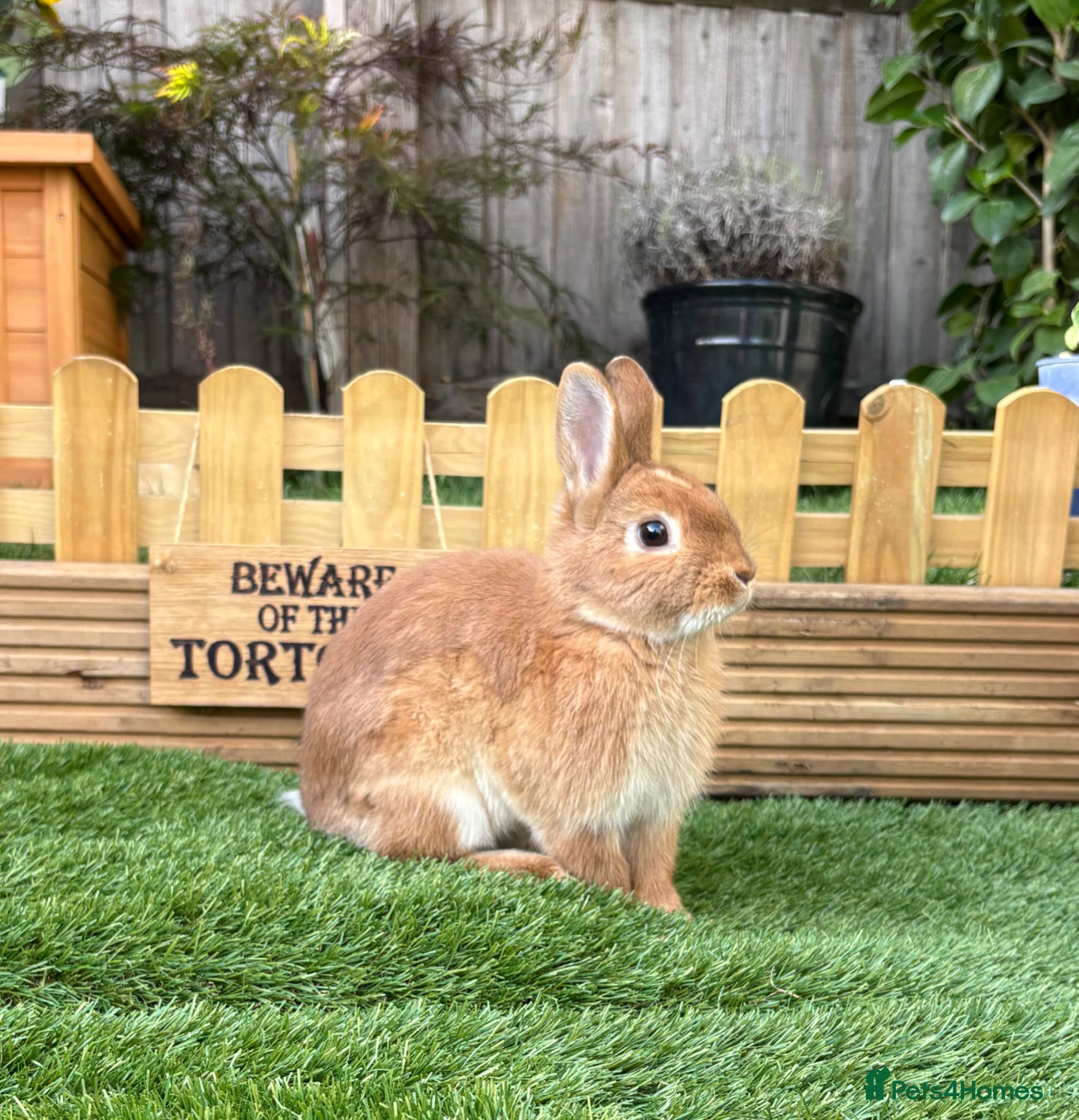 Netherland Dwarf rabbits Male netherland dwarf needing a loving home - Advert 1