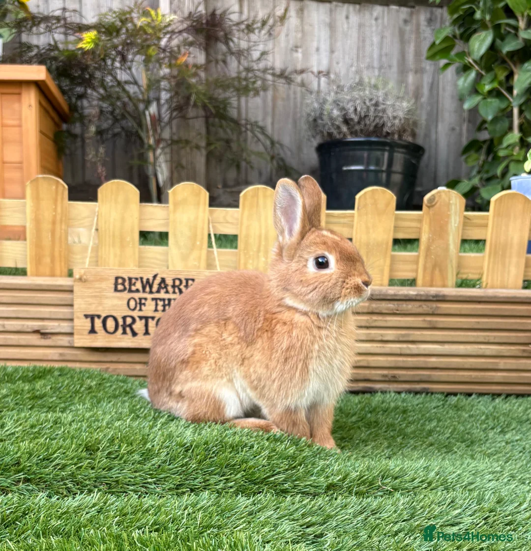 Netherland Dwarf rabbits for sale: Male netherland dwarf needing a loving home - Advert 1