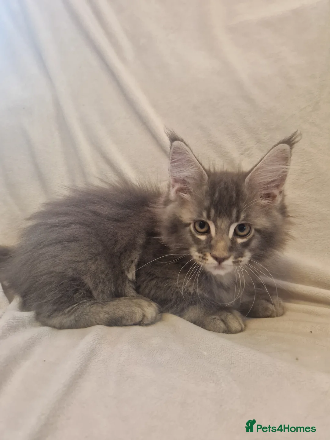 Maine Coon cats for sale: Maine Coon kittens - Advert 14
